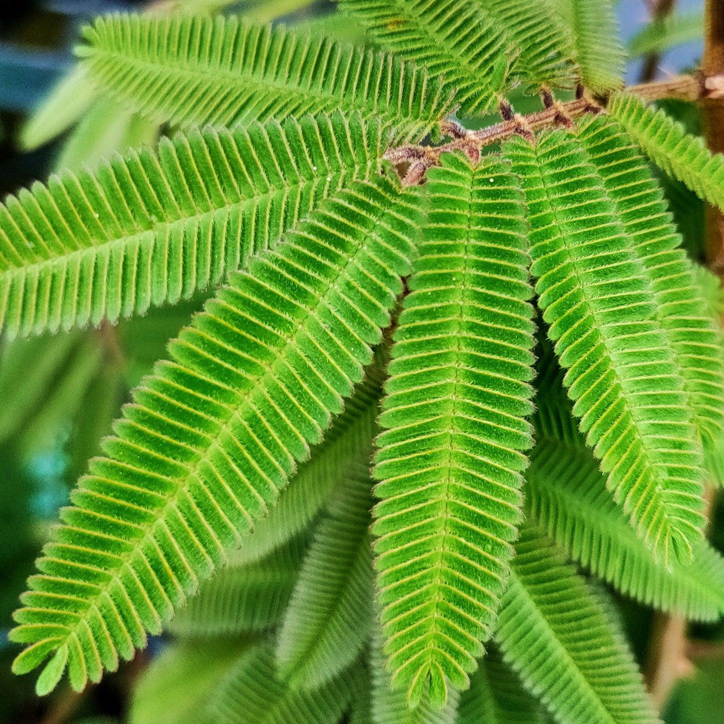 Calliandra portoricensis (Powder Puff)