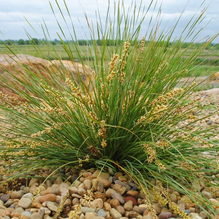 Lomandra fluviatilis 'Shara' S001