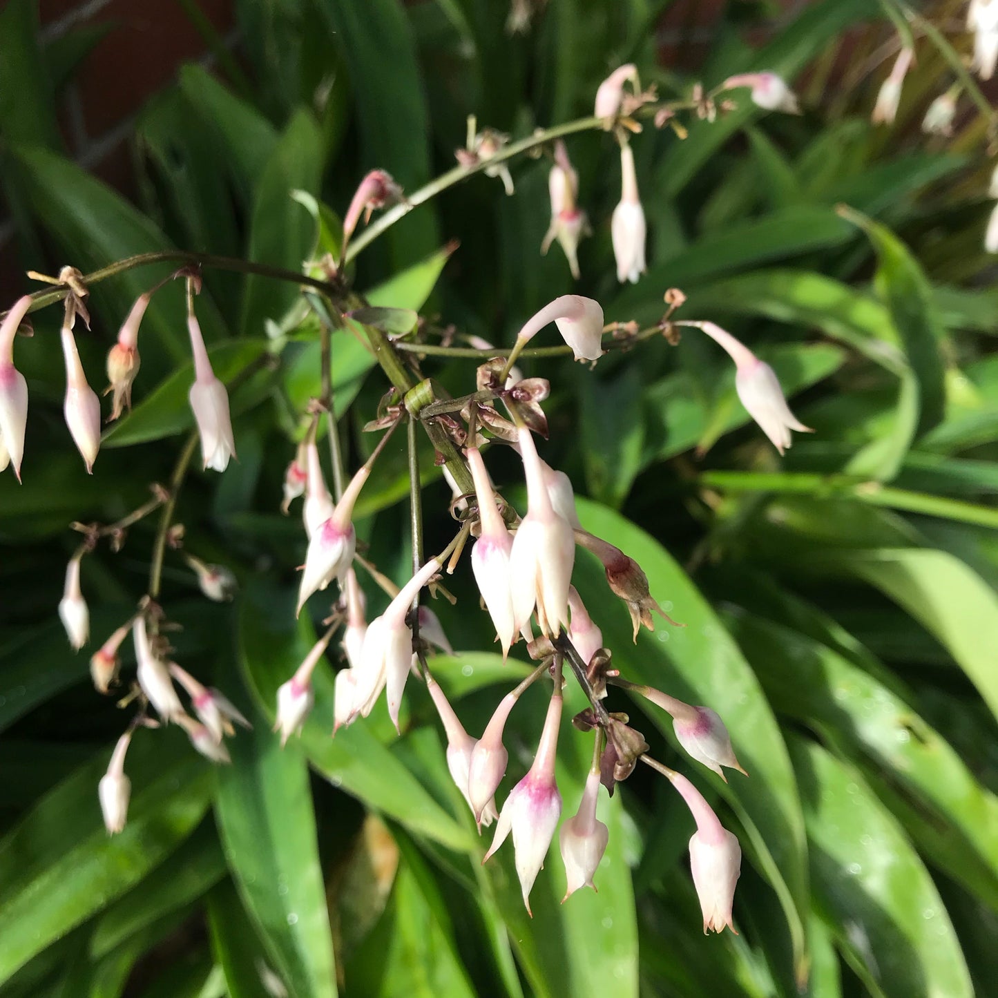 Arthropodium cirratum (Rengarenga) Pikirangi