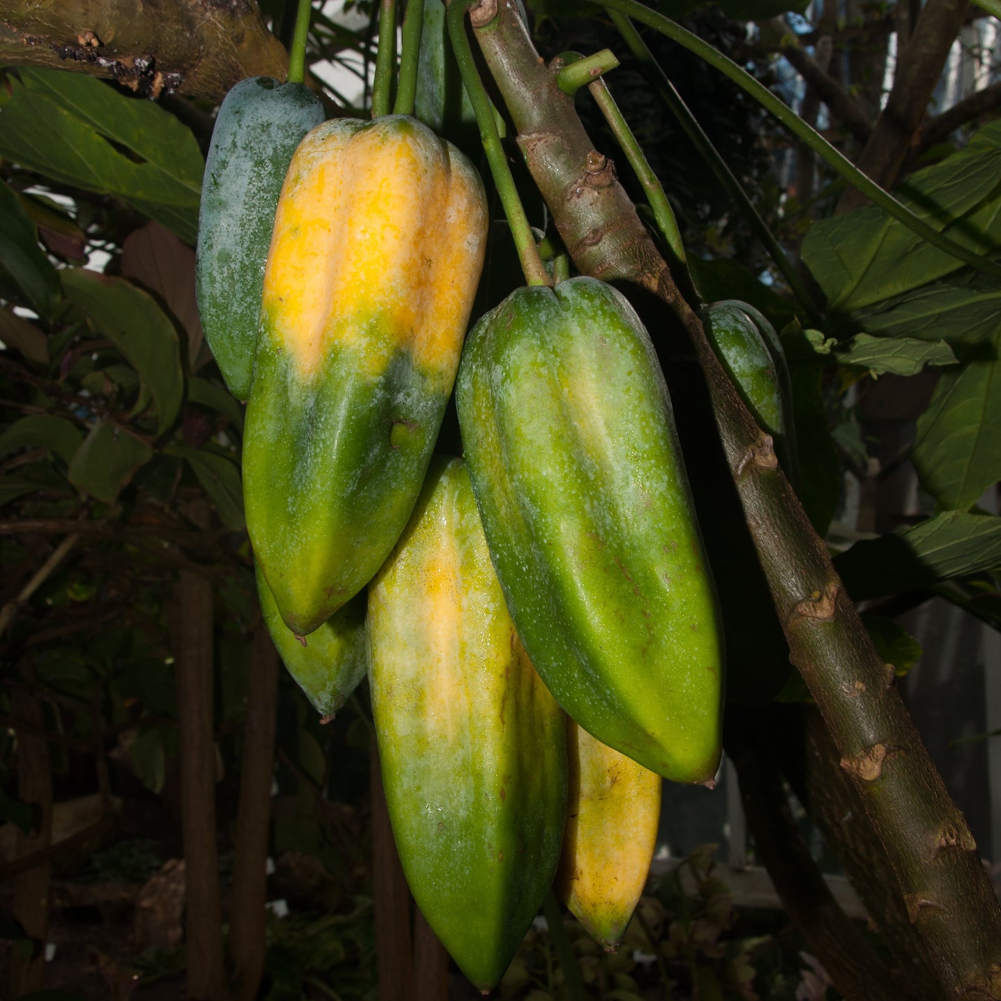 Vasconcellea × heilbornii (Babaco) Pikirangi