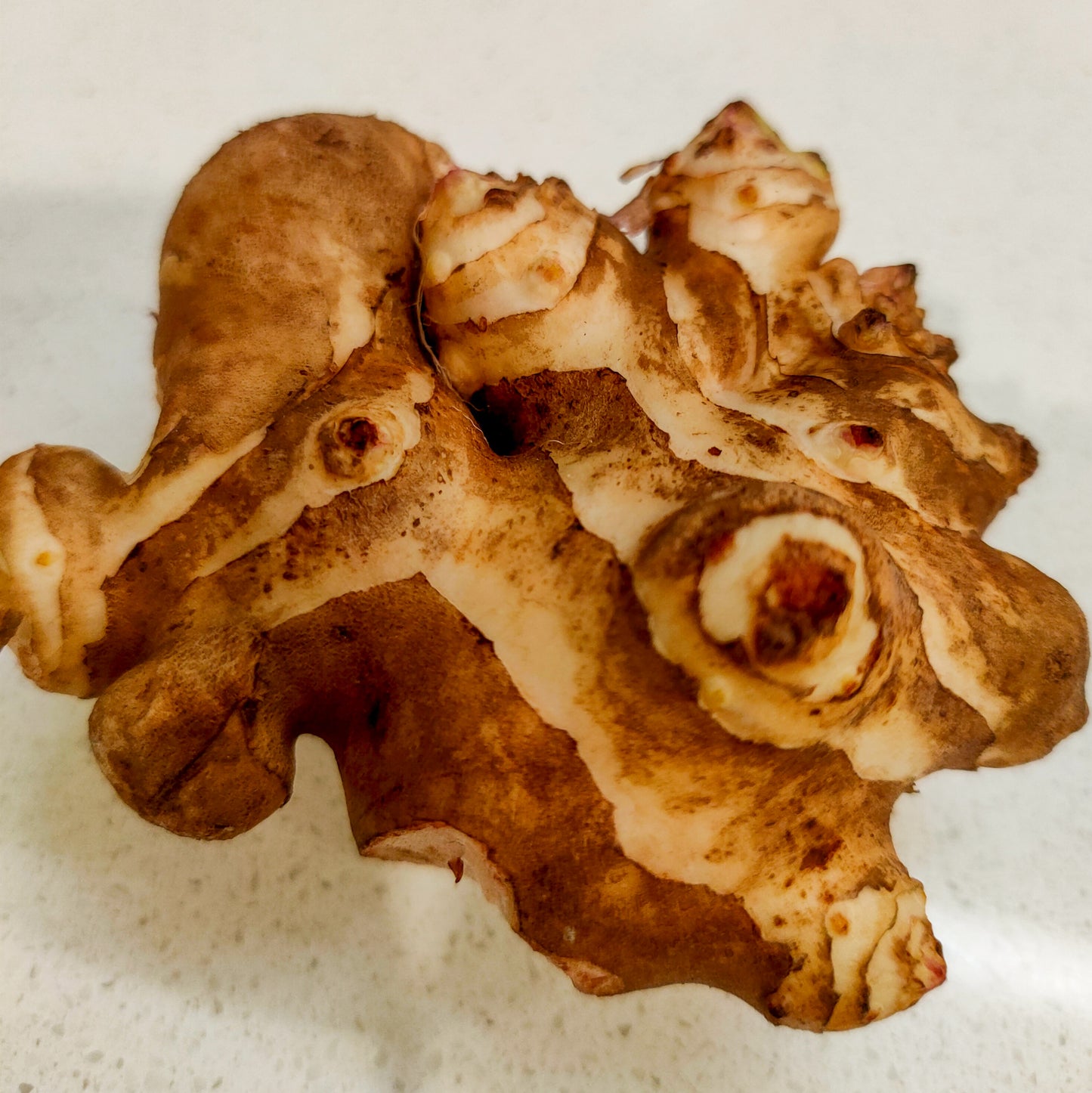 Helianthus tuberosus (Jerusalem Artichoke)