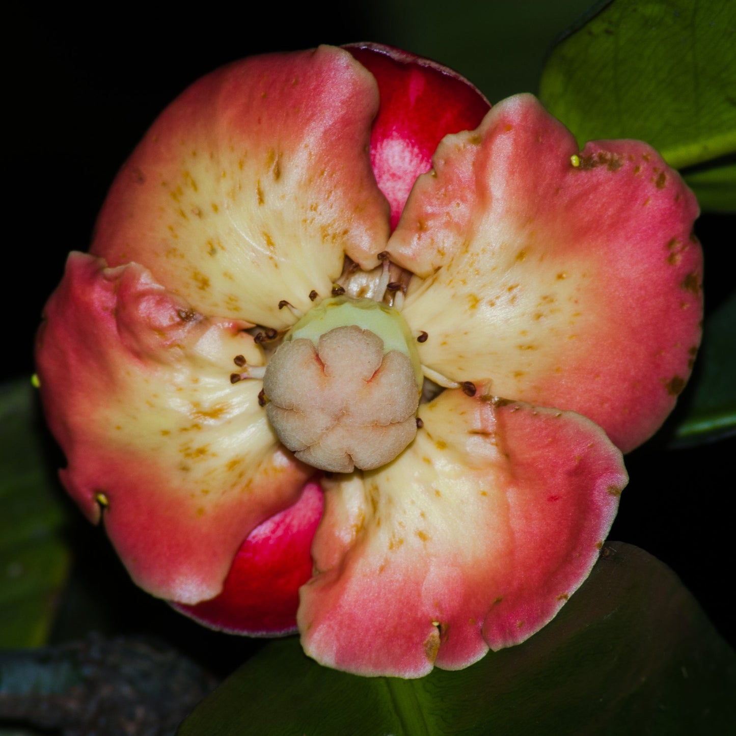 Garcinia mangostana (Mangosteen) Pikirangi