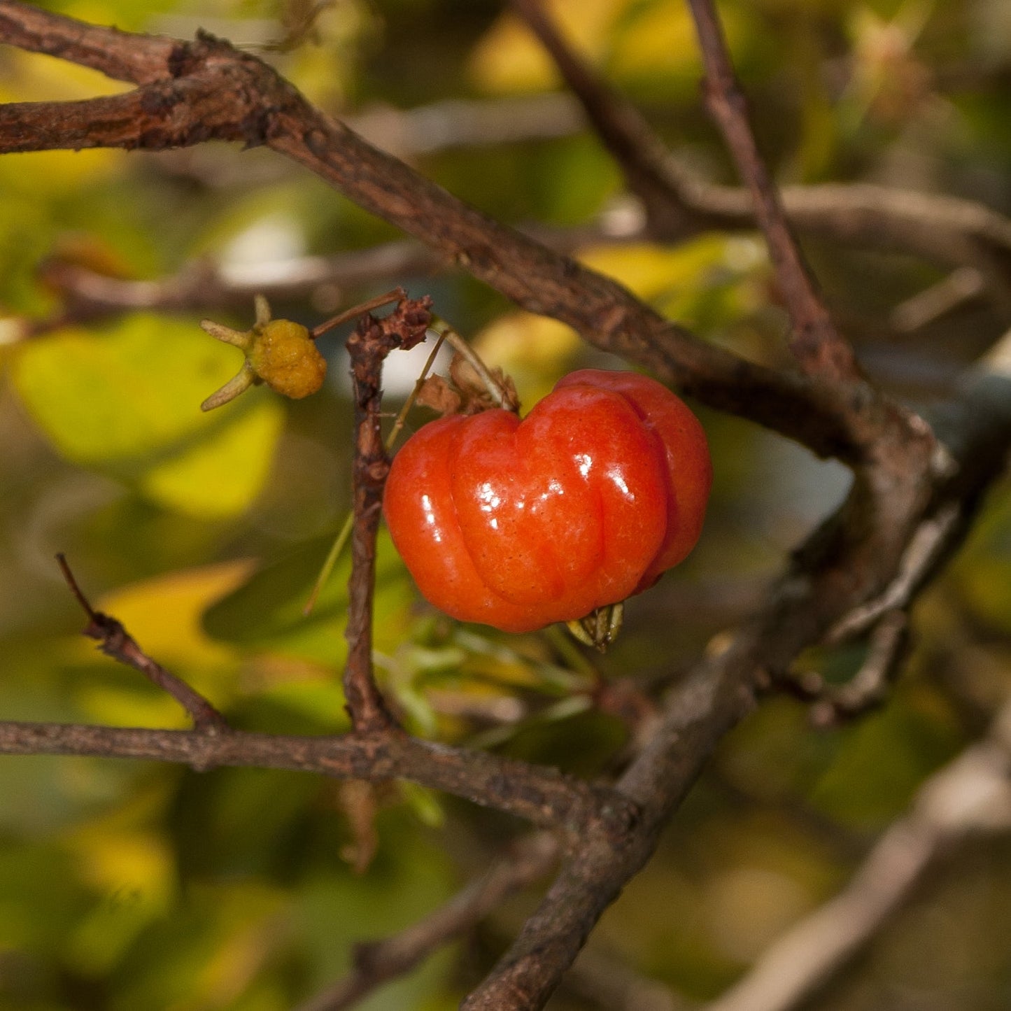 Eugenia uniflora (Suriname Cherry) Pikirangi