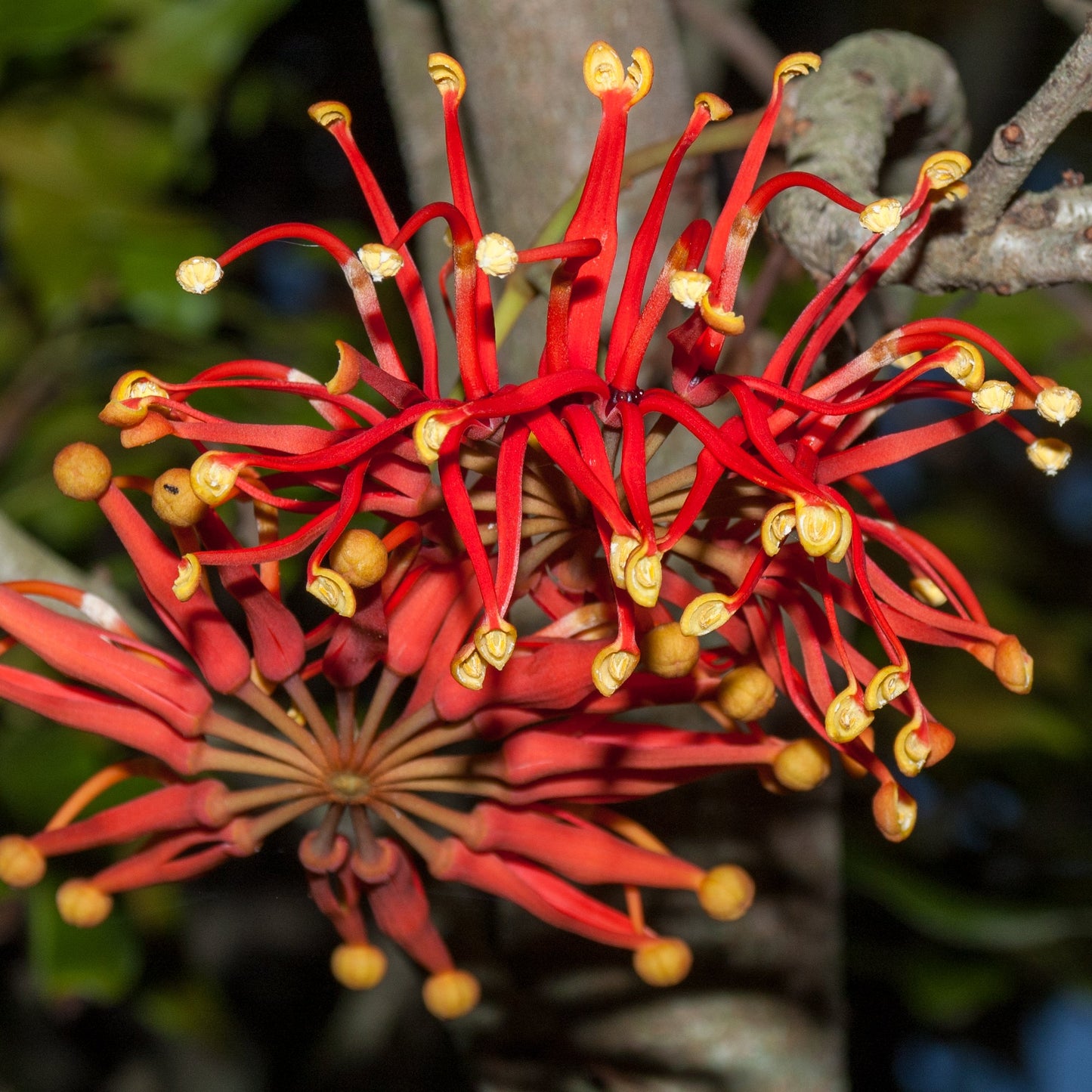 Stenocarpus sinuatus (Firewheel Tree) S007