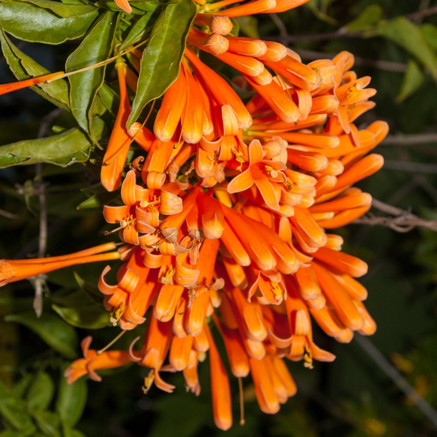 Pyrostegia venusta (Flamevine) Pikirangi