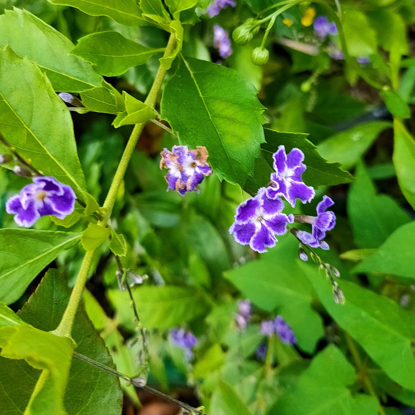 Duranta erecta 'Geisha Girl' Pikirangi