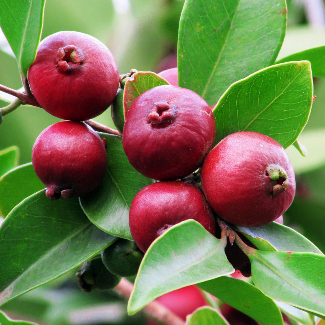 Psidium littorale (Cherry Guava) Red