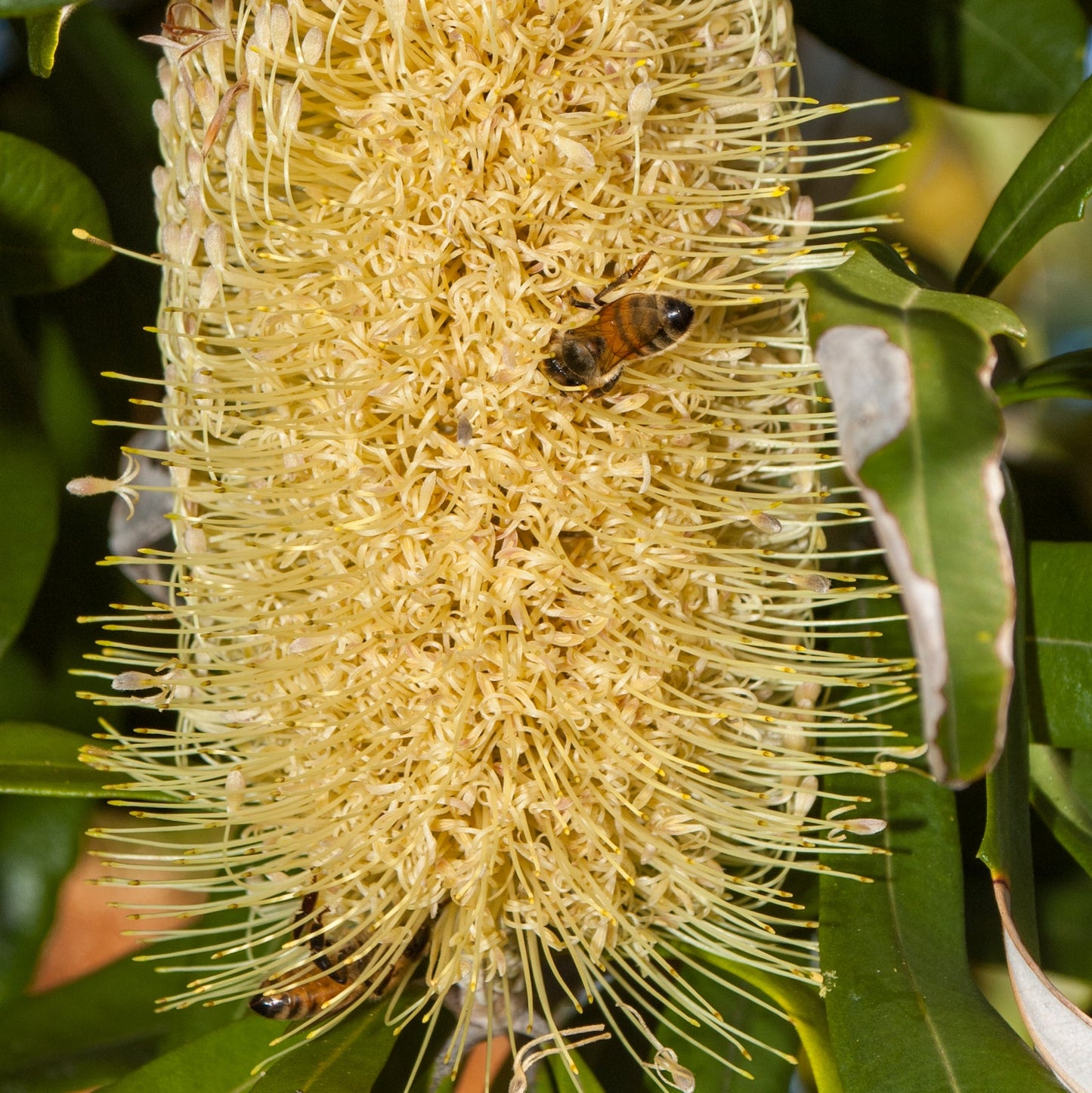 Banksia integrifolia (Coast Banksia) S006