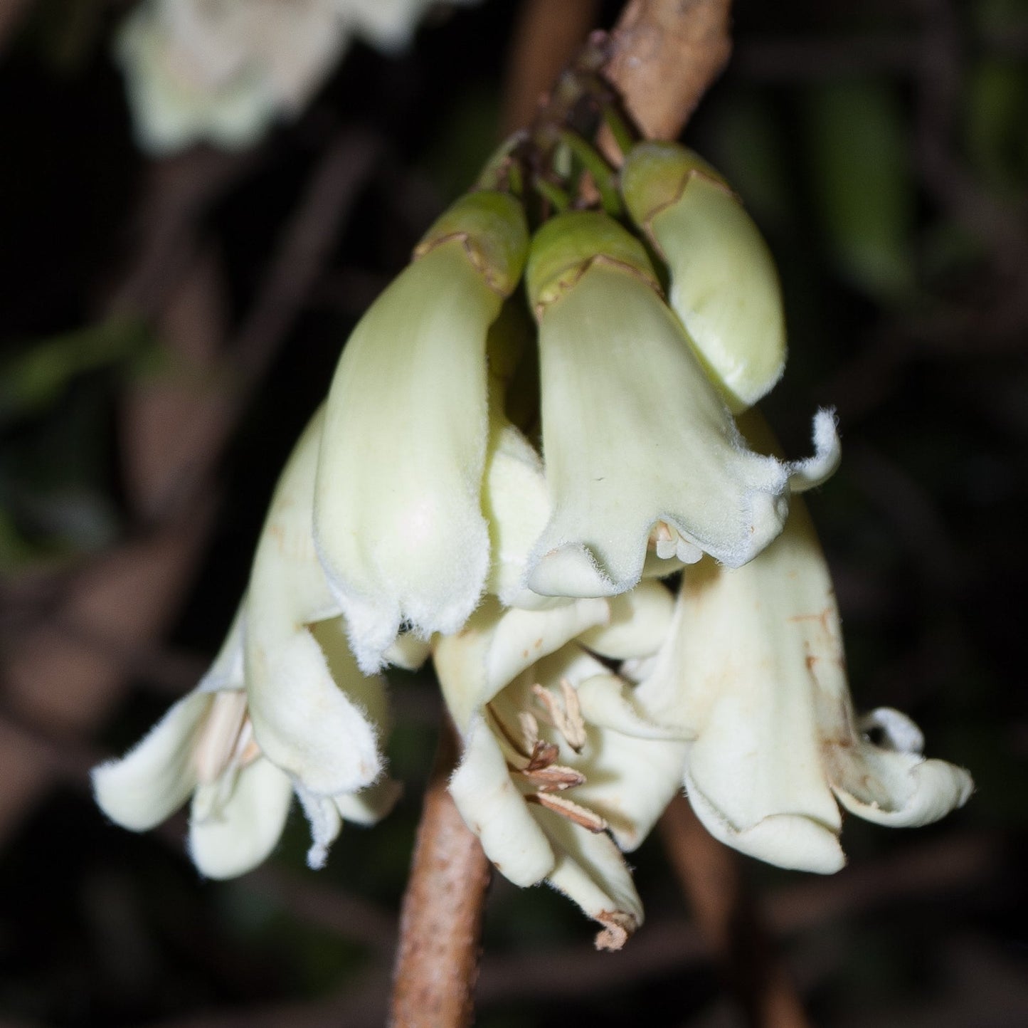 Tecomanthe speciosa (Winter Bells, Three Kings Climber) Pikirangi