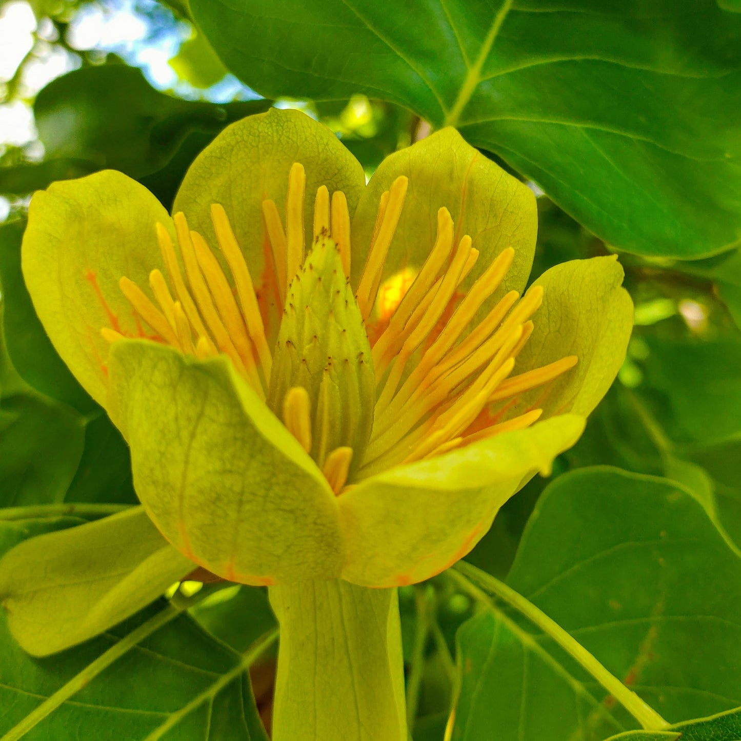 Liriodendron tulipifera pikirangi.nz