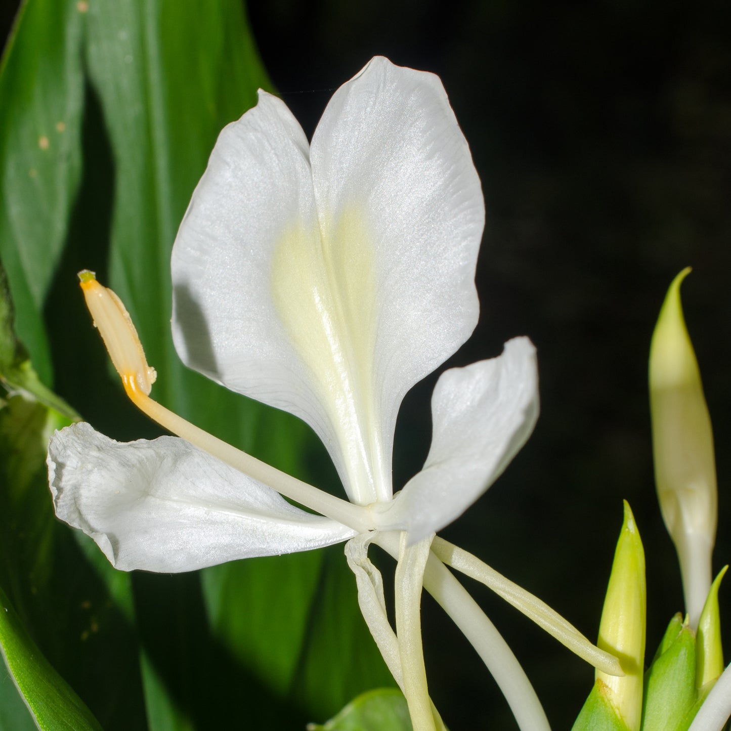 Hedychium coronarium (Garland Flower)