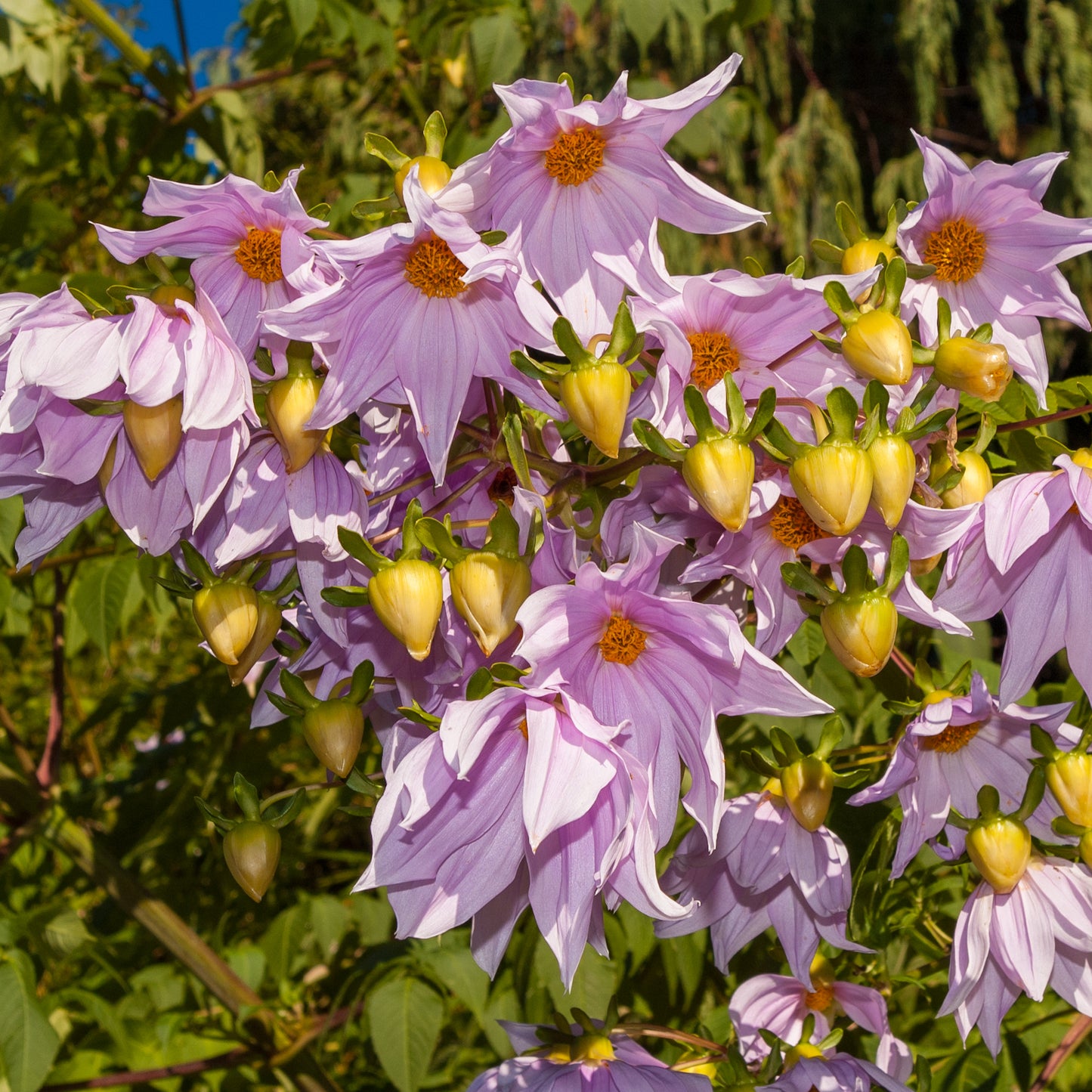 Dahlia imperialis (Tree Dahlia)