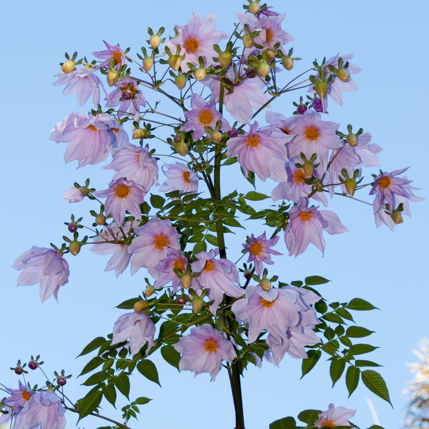 Dahlia imperialis (Tree Dahlia) Pikirangi