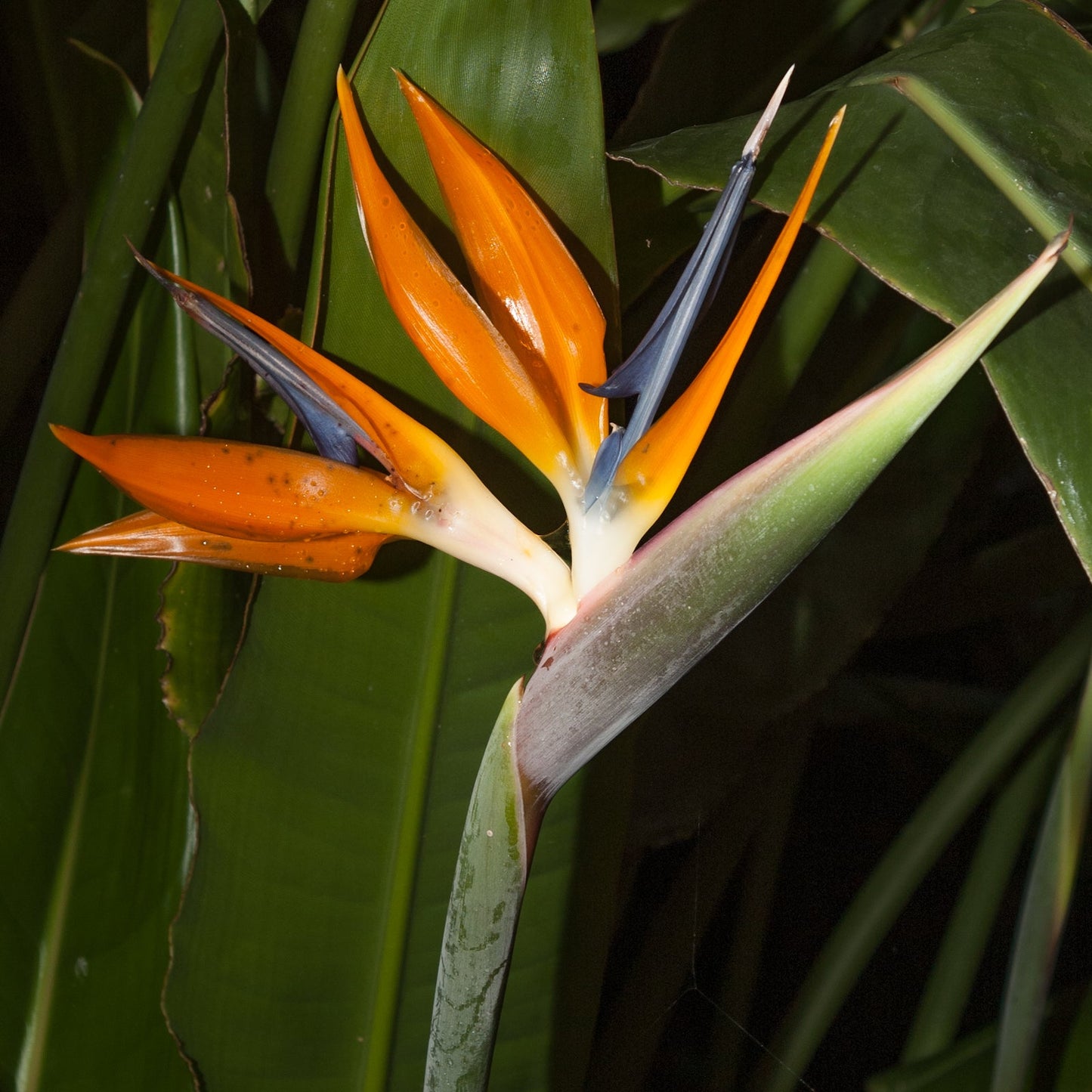 Strelitzia reginae (Bird of Paradise) S001