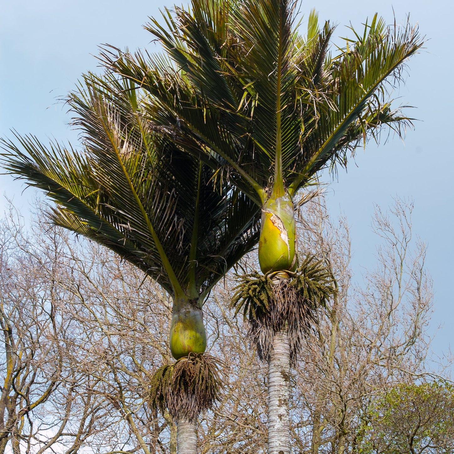 Rhopalostylis sapida 'Chatham Island' (Chatham Island Nikau Palm) S002