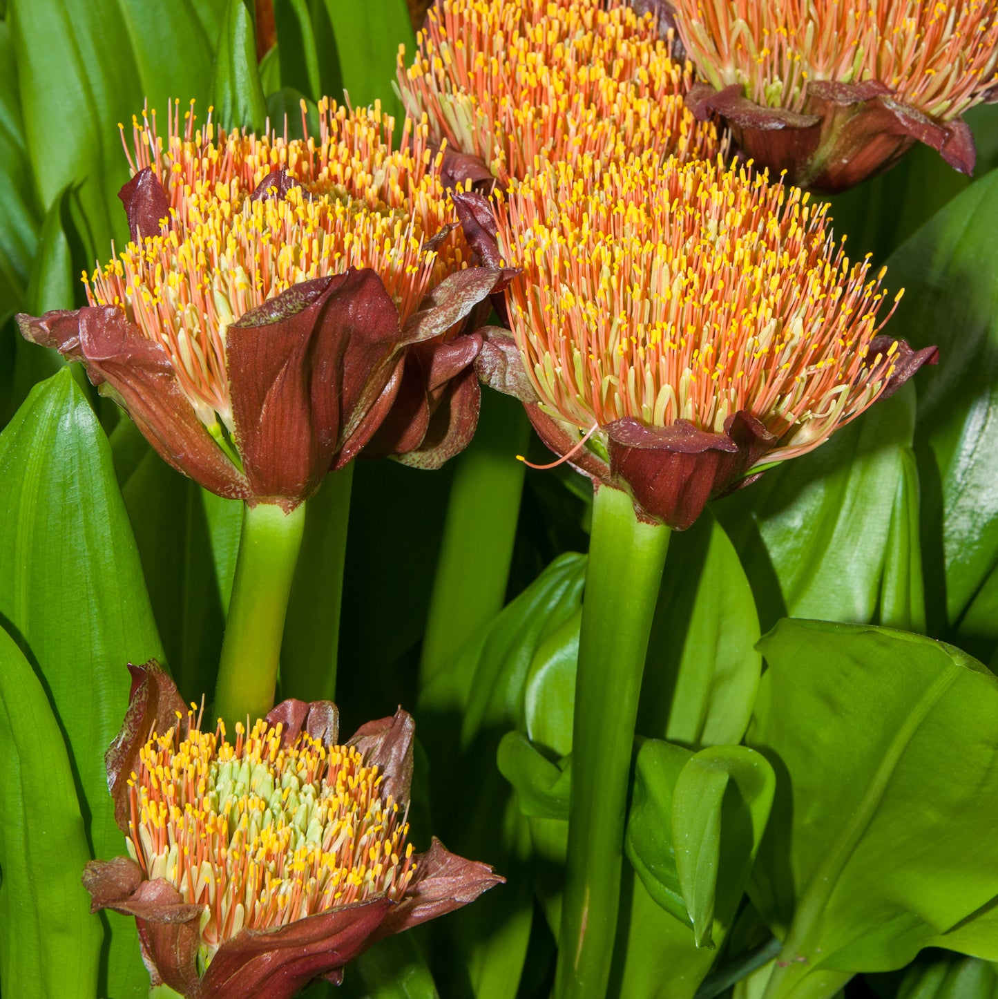Scadoxus puniceus (Paintbrush Lily)