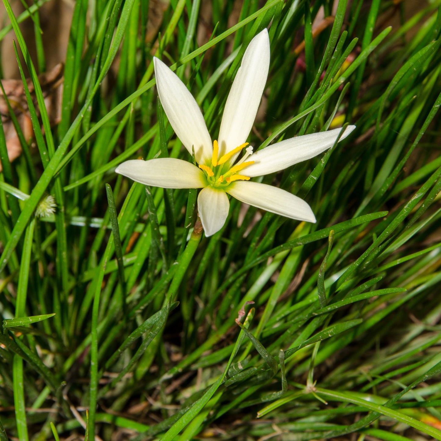 Zephyranthes candida (White Rain Lily) Pikirangi