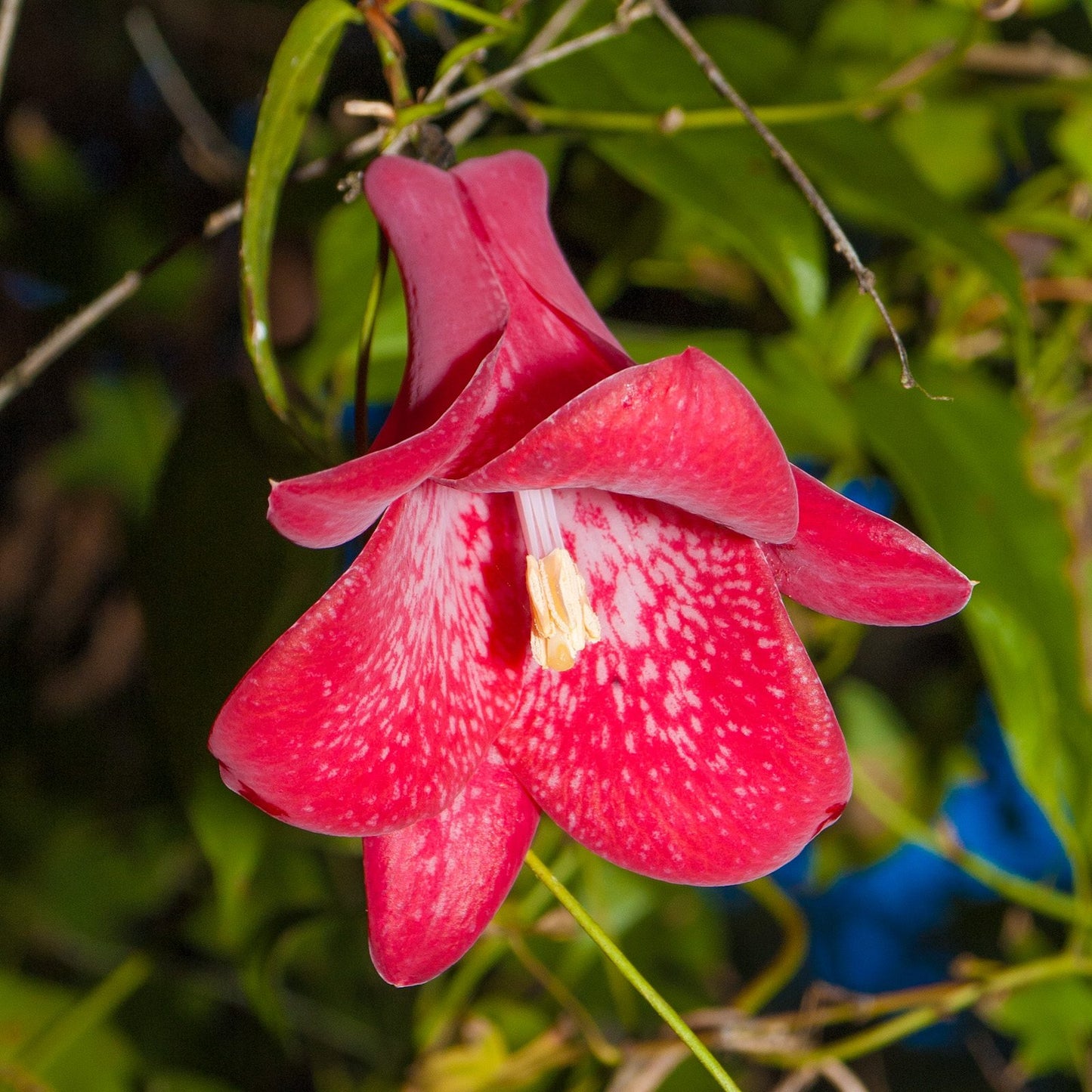 Lapageria rosea (Chilean Bellflower)