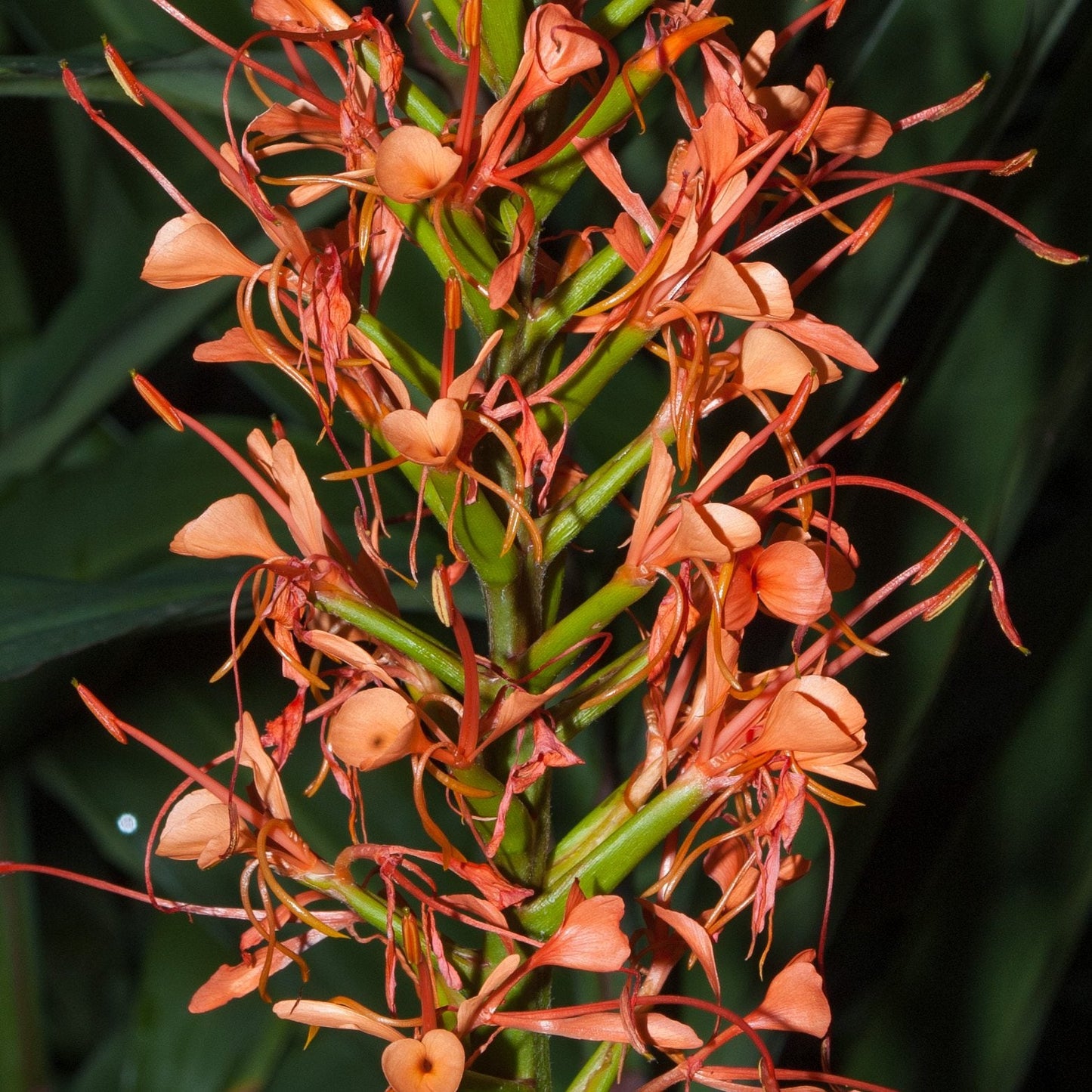 Hedychium greenii (Hardy Ginger) S012
