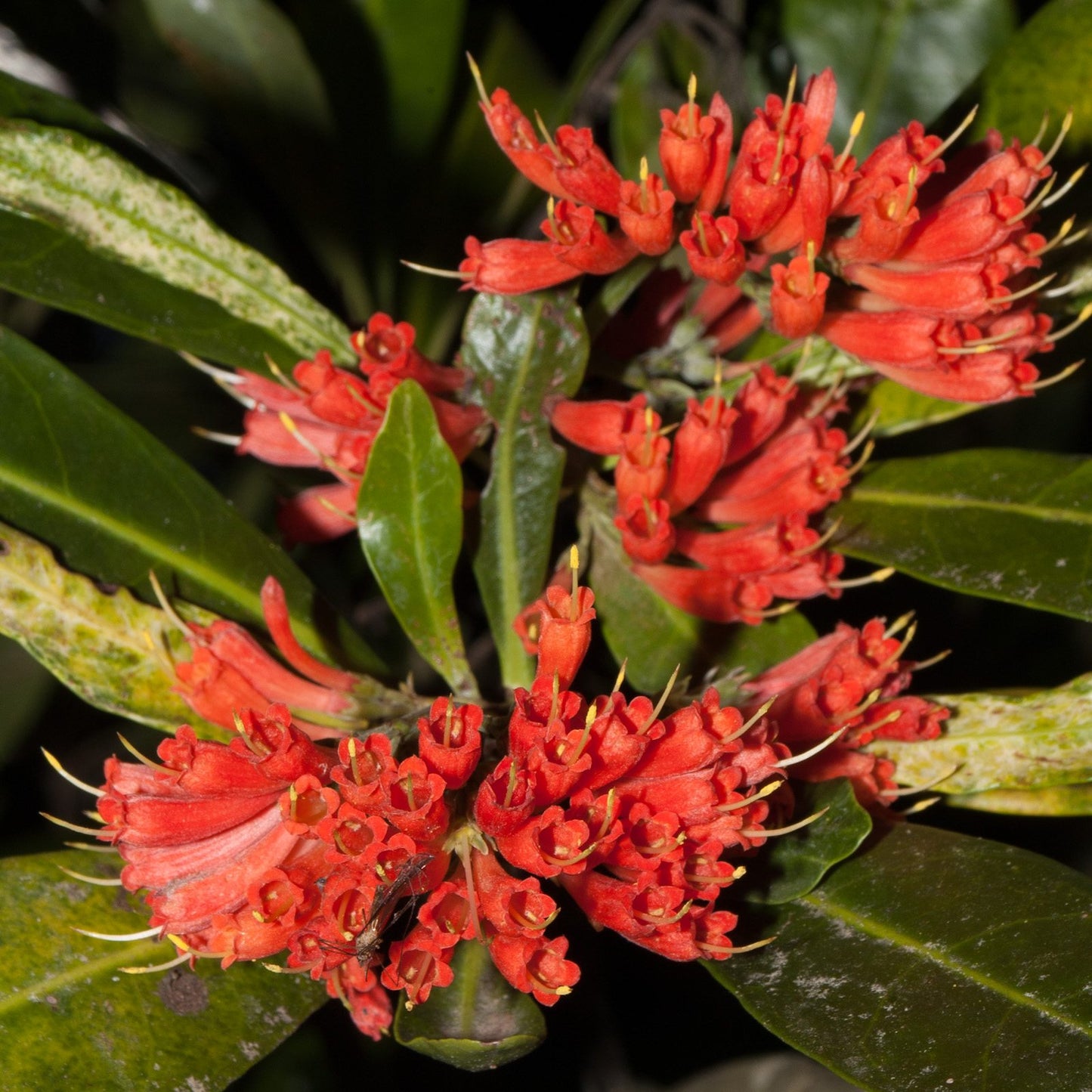 Alberta magna (Natal Flame Bush)