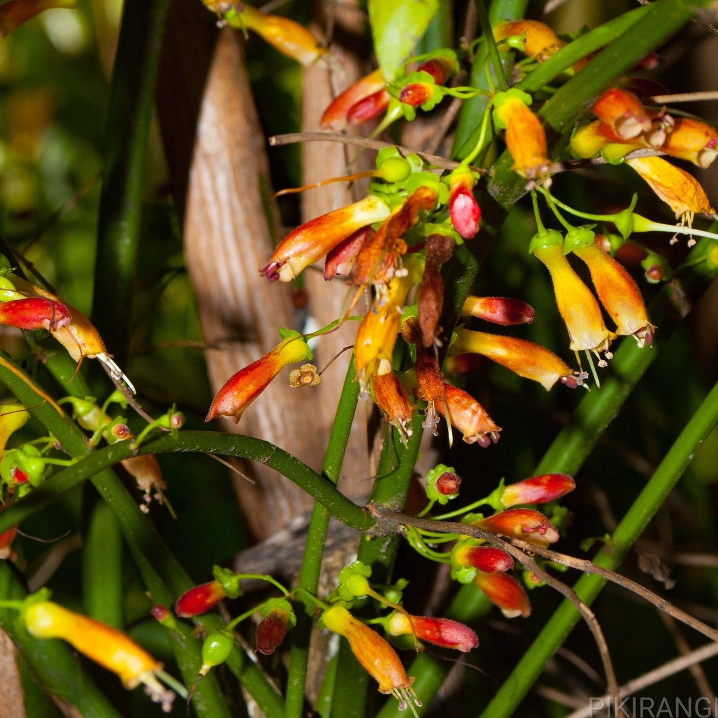 Halleria lucida (African Honeysuckle) Pikirangi