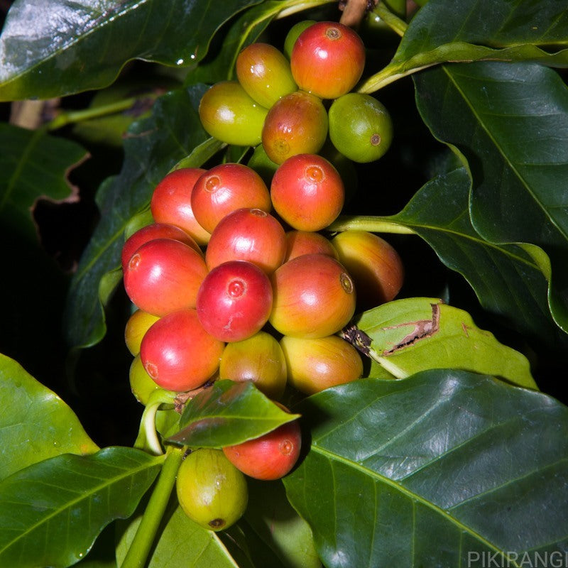 Coffea arabica coffee