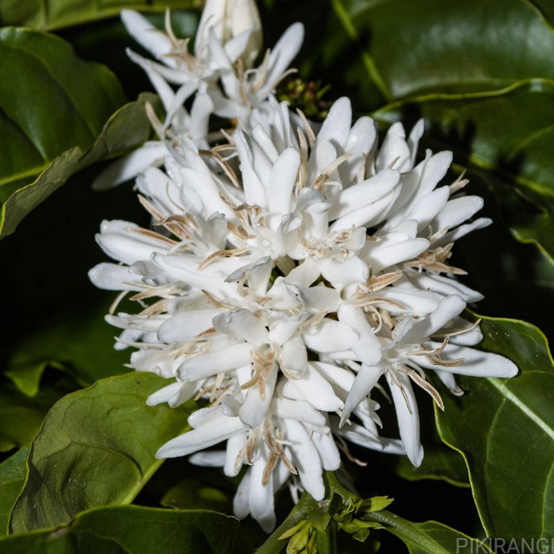 Coffea arabica coffee