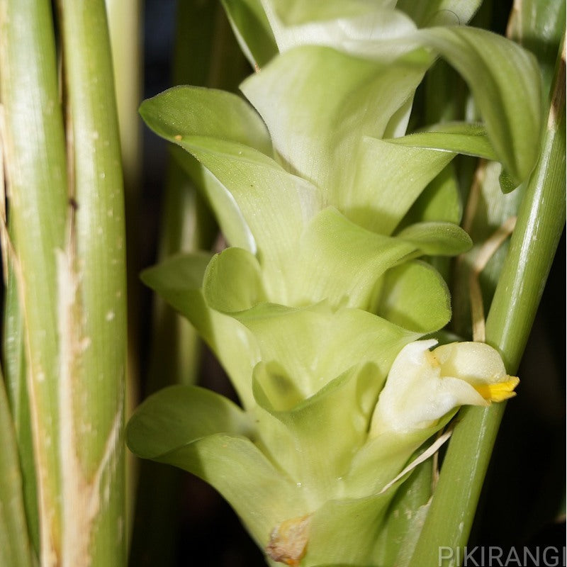 Curcuma longa (Turmeric) S001