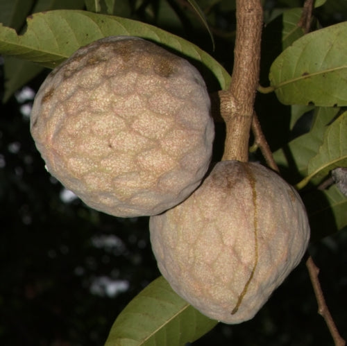 Annona reticulata (Bullock's Heart) Pikirangi