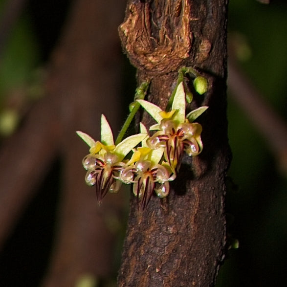 Theobroma cacao (Cocoa)