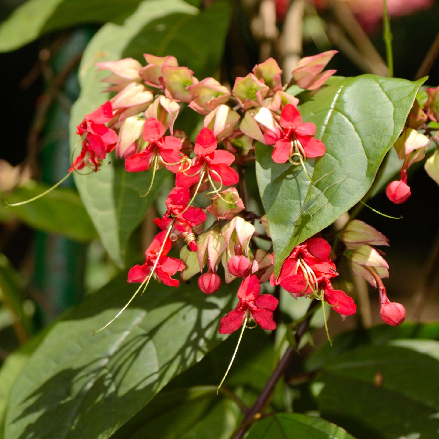 Clerodendrum thomsoniae Pikirangi