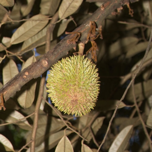 Durio zibethinus (Durian) Pikirangi