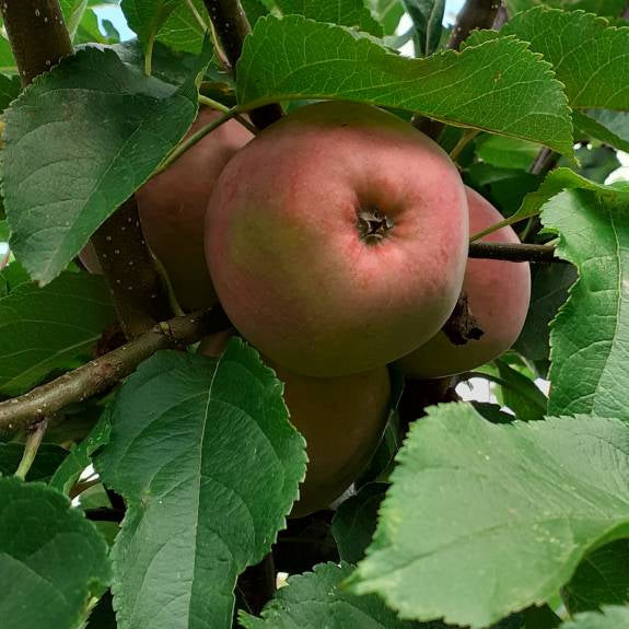 Malus domestica 'Liberty' MM106 (Apple) Pikirangi