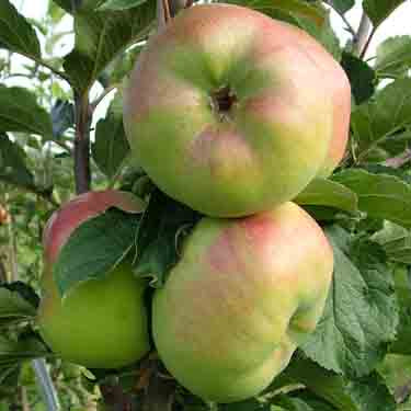 Malus domestica 'Monty's Surprise' M116 (Apple) Pikirangi