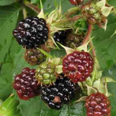 Rubus fruticosus (Blackberry 'Black Satin') Pikirangi