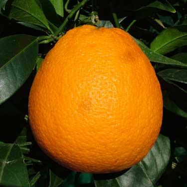 Citrus x sinensis 'Newhall' (Orange) Pikirangi