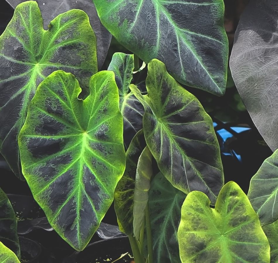 Colocasia esculenta 'Illustris' (Taro)