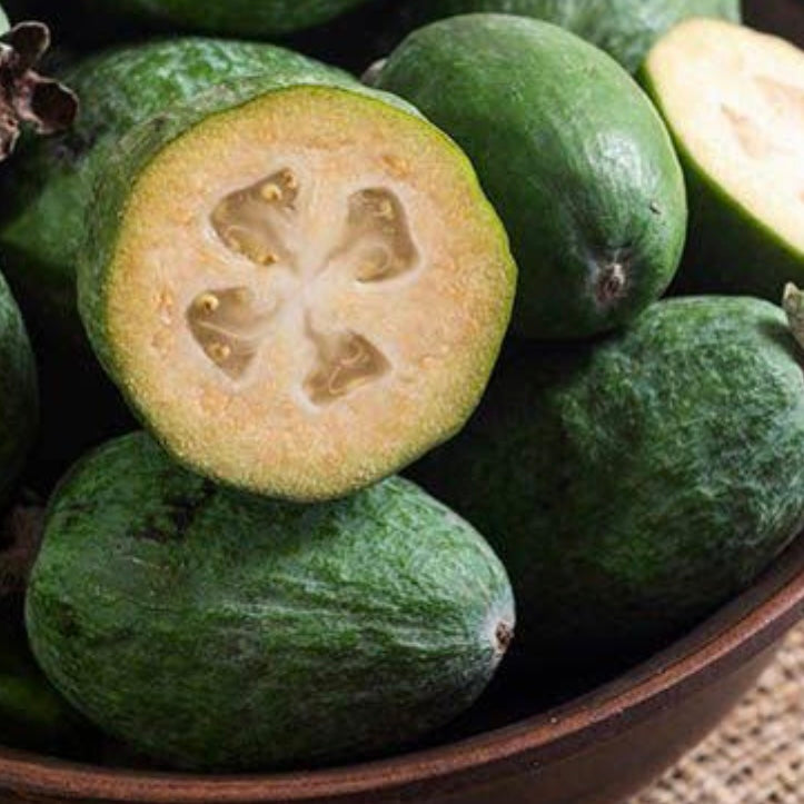 Feijoa sellowiana 'Mammoth' (Feijoa)