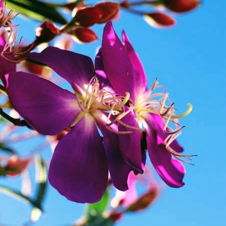 Tibouchina granulosa 'Carol Lyn'