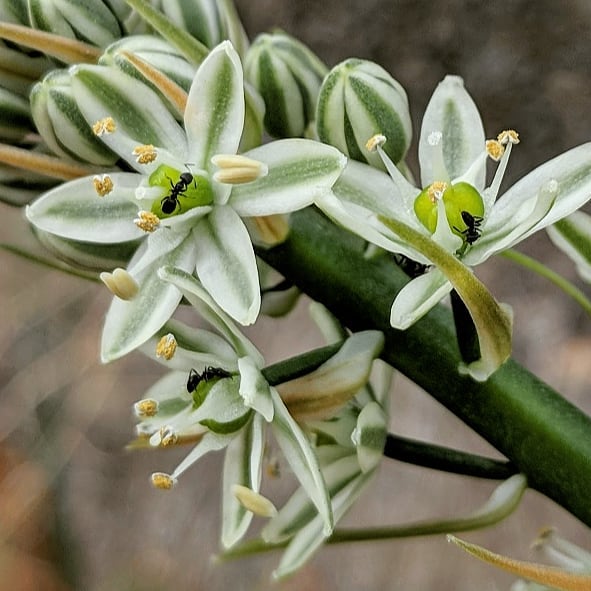 Albuca bracteata (Pregnant Onion) Pikirangi