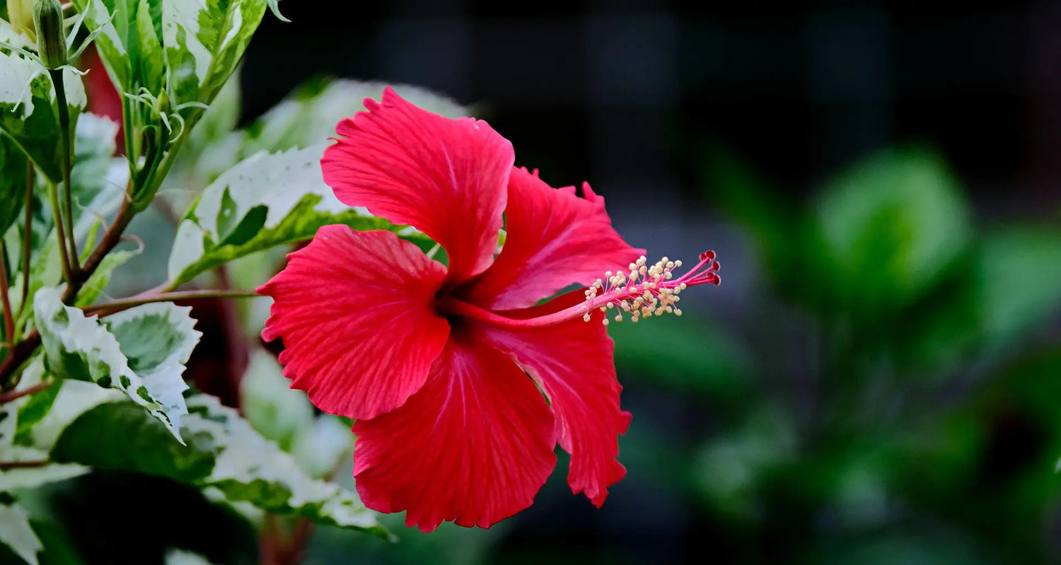 Hibiscus