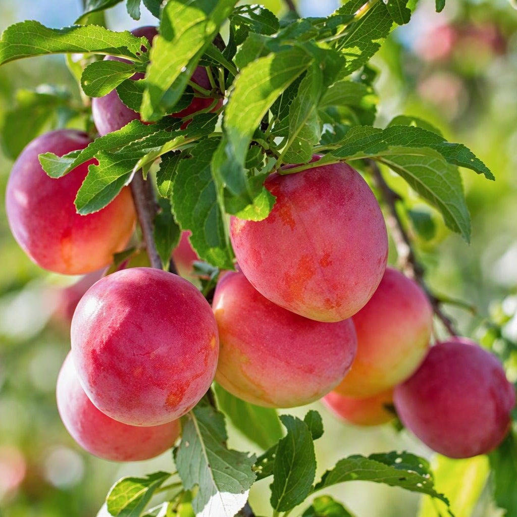 Prunus salicina 'Burbank' (Japanese Plum)