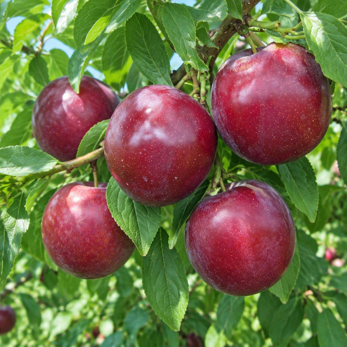 Prunus salicina 'Duff's Early Jewel' (Japanese Plum)