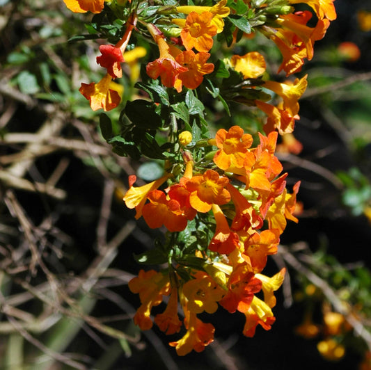 Streptosolen jamesonii (Marmalade Bush, Fire Bush)