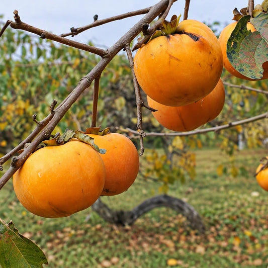 Diospyros kaki 'Izu' (Japanese Persimmon)