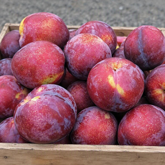 Prunus salicina 'Teak Gold' (Plum) PVR