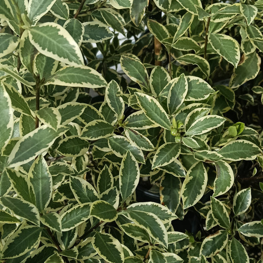 Pittosporum tenuifolium 'Silver Sheen' (Kōhūhū, Black Matipo)