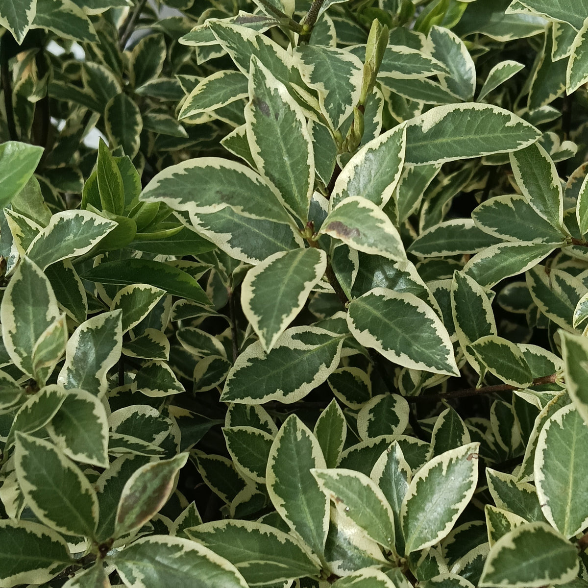Pittosporum tenuifolium 'Silver Sheen' (Kōhūhū, Black Matipo)