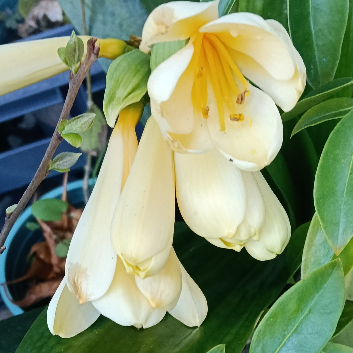 Clivia miniata 'Yellow' (Kaffir Lily)