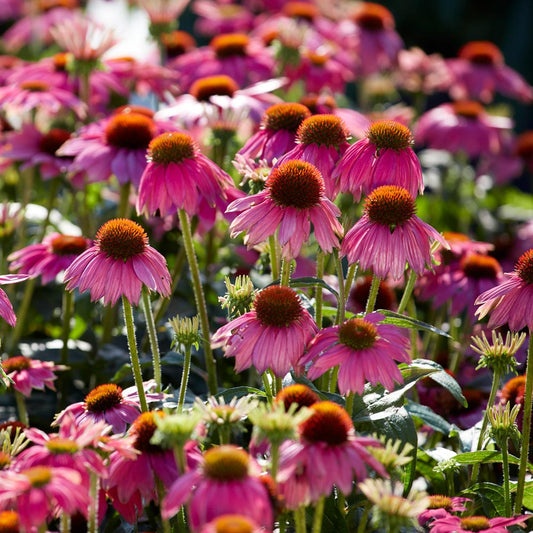 Rudbeckia 'Pow Wow Wild Berry' (Coneflower)